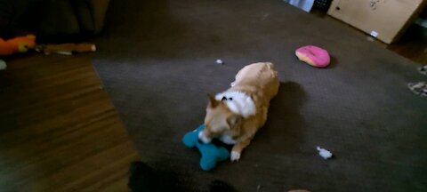 Corgi gets another new toy