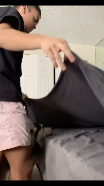 Husky puppy loves a fresh made bed