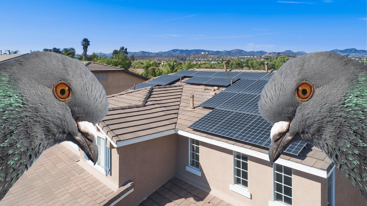 Solar Panels Attract Pigeons Part 1