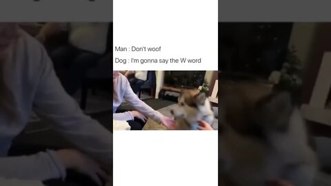 Cutest W word 🥺🐶 #shorts #shortsvideo #woof #dog
