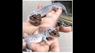 Leapard Gecko shedding skin