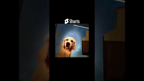 Touch It #goldenretriever #ytshorts #viral #shortscreator