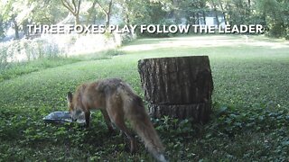 Three Foxes Play Follow The Leader