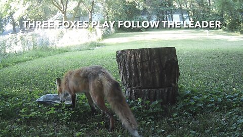 Three Foxes Play Follow The Leader