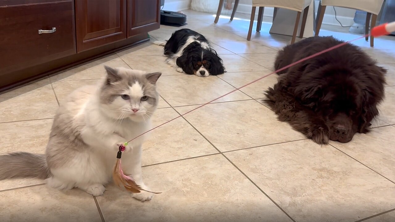 Ragdoll Plays With Favorite Toy In Front Of Unimpressed Dog Brothers