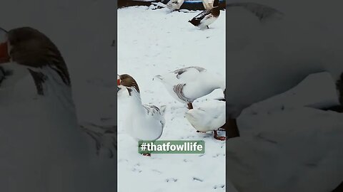 #thatfowllife 🦆🪿