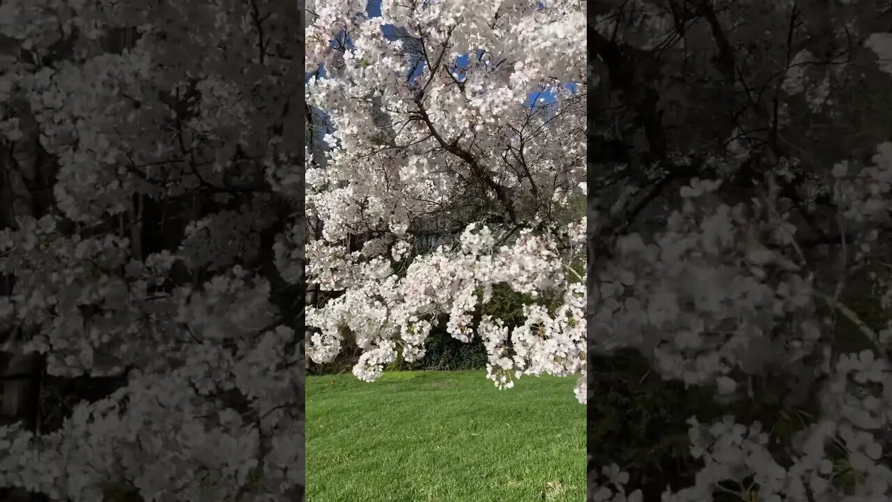 Yoshino Cherry Tree Full bloom!!