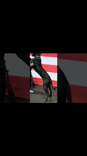 Giant Great Dane Dog - Tiny trainer... #dogtrainerslife #dogtraining #dogtrainer