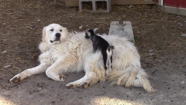 Dog Lovingly Babysits Cute Baby Goats