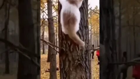 PLAYING CAT VIDEO MEAWWW