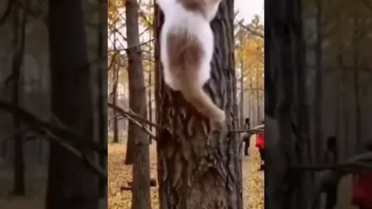 PLAYING CAT VIDEO MEAWWW