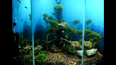 45 Gallon Corner Aquarium 2019