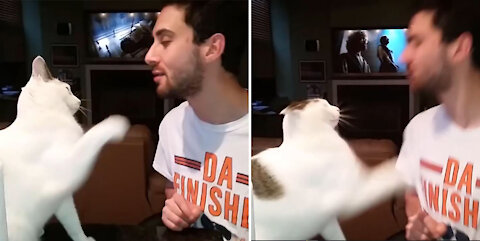 Hilarious Cats Who Slap Like People