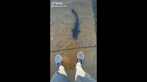 A Man Takes his pet Catfish for a Walk