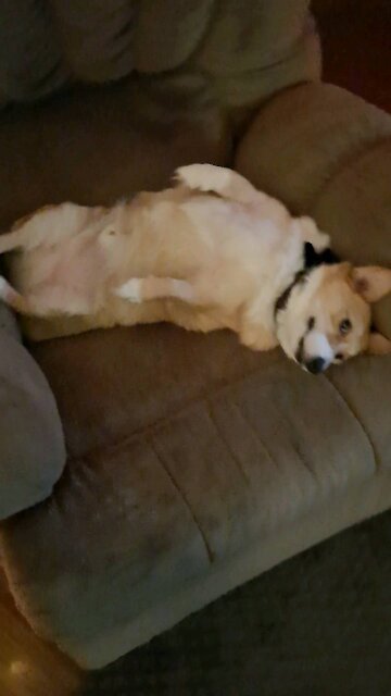 Corgi is just so darn cute