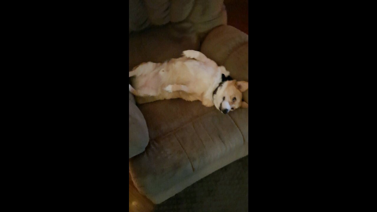 Corgi is just so darn cute