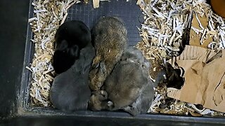 2 weeks BLUE VIENNA x Californian BABY RABBITS KITS 14 DAYS OLD: Blue Black Agouti/Isabella. konijn