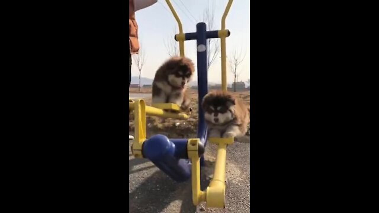 Cute dogs swing funny video