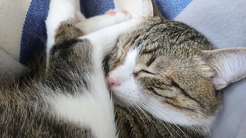 Cat Sleeps on His Bunny Legs