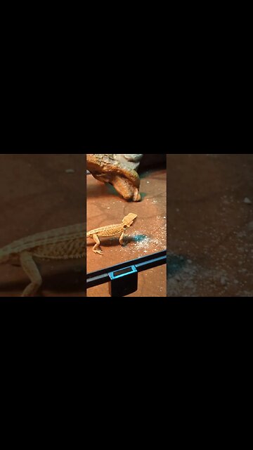 Nefarian The Bearded Dragon HUNTS and FEEDs for it's Dinner! #shorts #beardeddragon