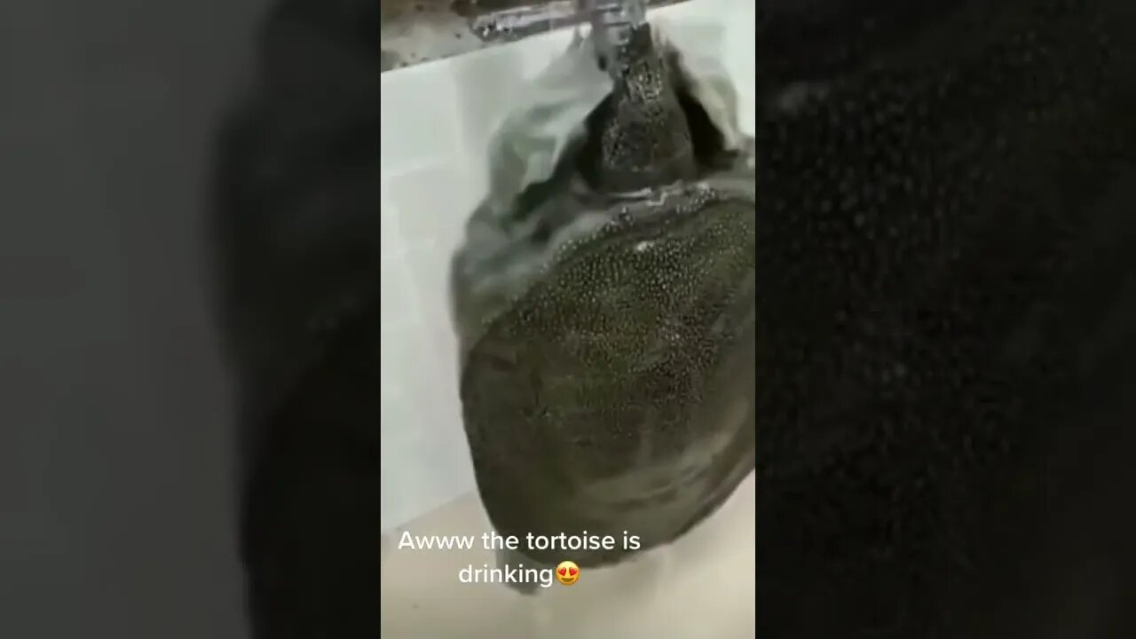 Tortoise really love water❤️🐢💧#tortoise #water #tortoiseloveswater #meme #bruhmoment #love