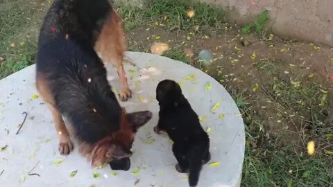 Puppy's Christmas Grooming #Puppy #Dogs #Shorts #Puppyvideo #Shortvideo #dog #doglover #cutedog