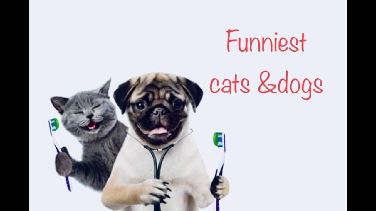 Funniest cats and dogs