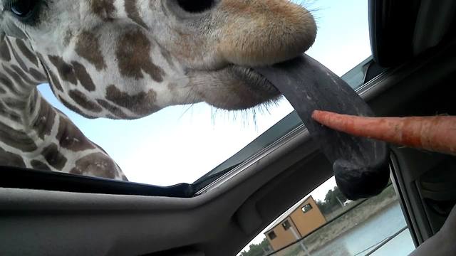 A Giraffe Welcomes People To The Safari