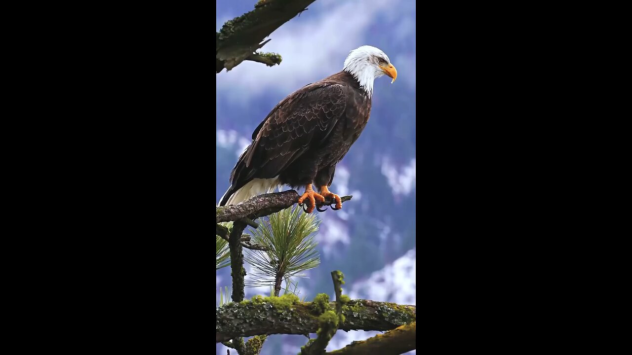 Eagle sitting