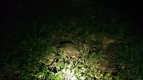 Nächtlicher Besucher Igel / Nocturnal visitor Hedgehog