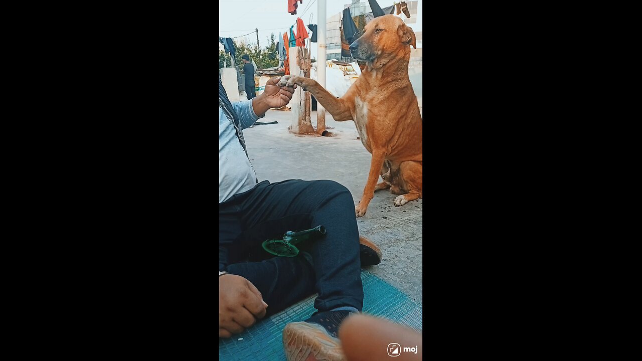 German shepherd puppy learn sit and hello command #germanshepherd #pets #dog #shorts