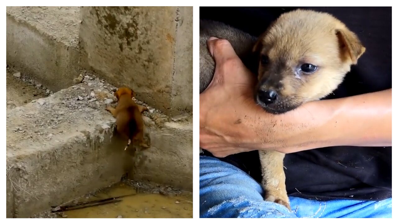 The Look on this Puppy's face when he sees a human for the very first time - Touching Animal Rescue