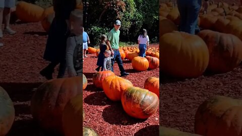 🍁Pick Pumpkins with Us!🍁 #pumpkins #pumpkinpicking #fallmemories #largefamilylife