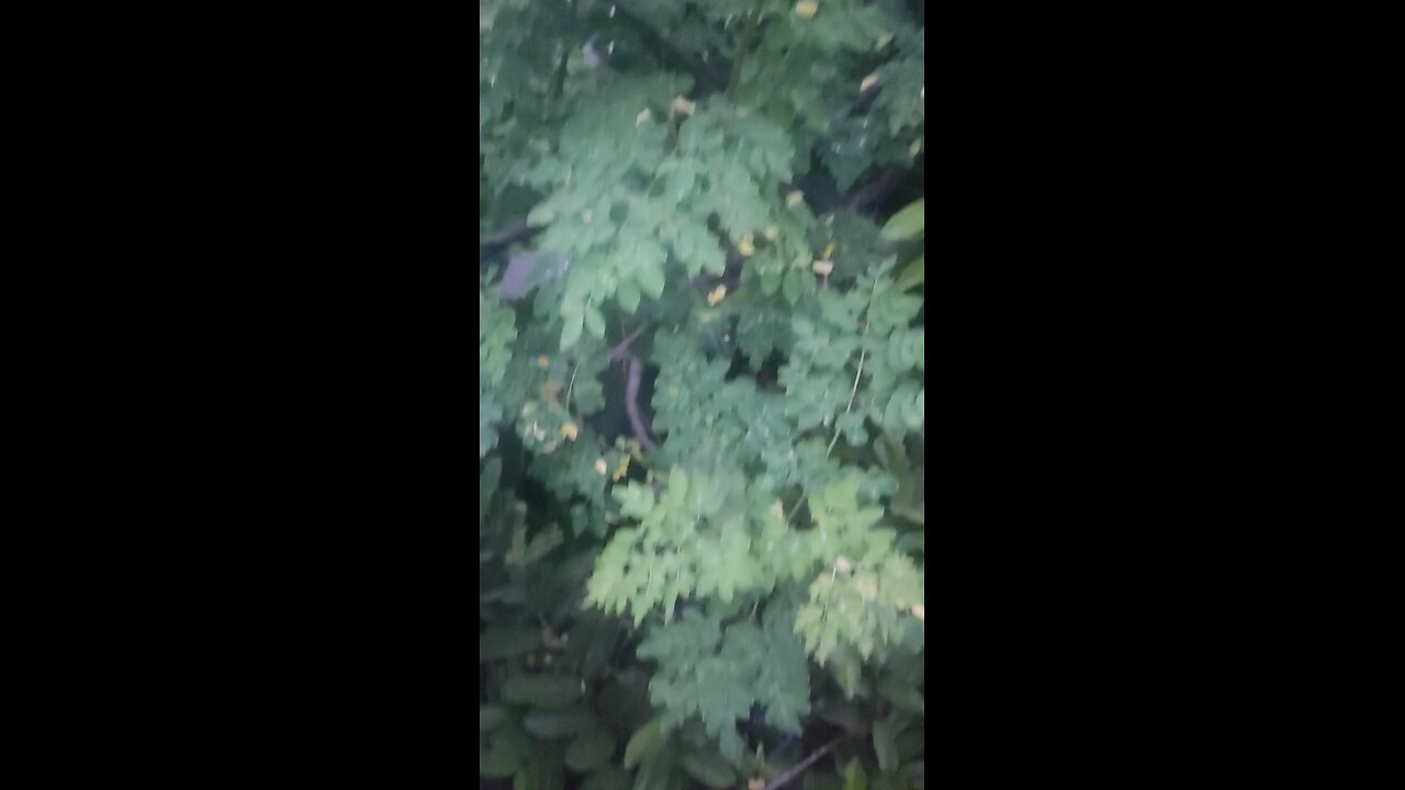 Murungai Greens