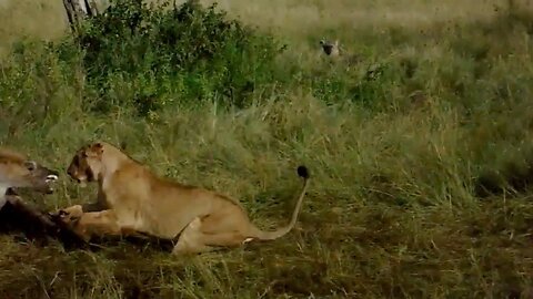 Big lioness is not scared of hyenas