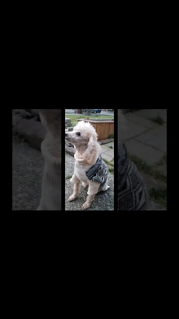 I'll show those girls how it's done. That's my boyyy! #seniordog #love #funny #cbdforpets #facts