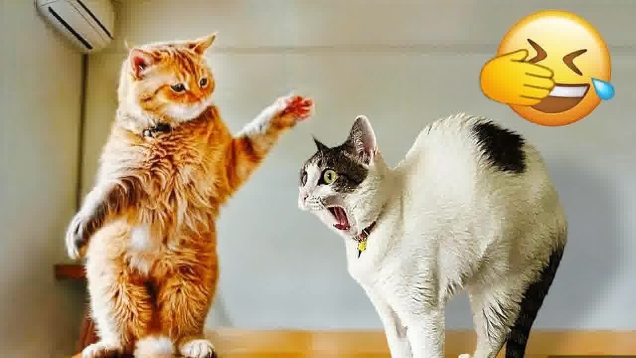 Funniest Pet Fails You Won't Believe 🤣 Best Funny Animal Videos 2024 🐱🤣