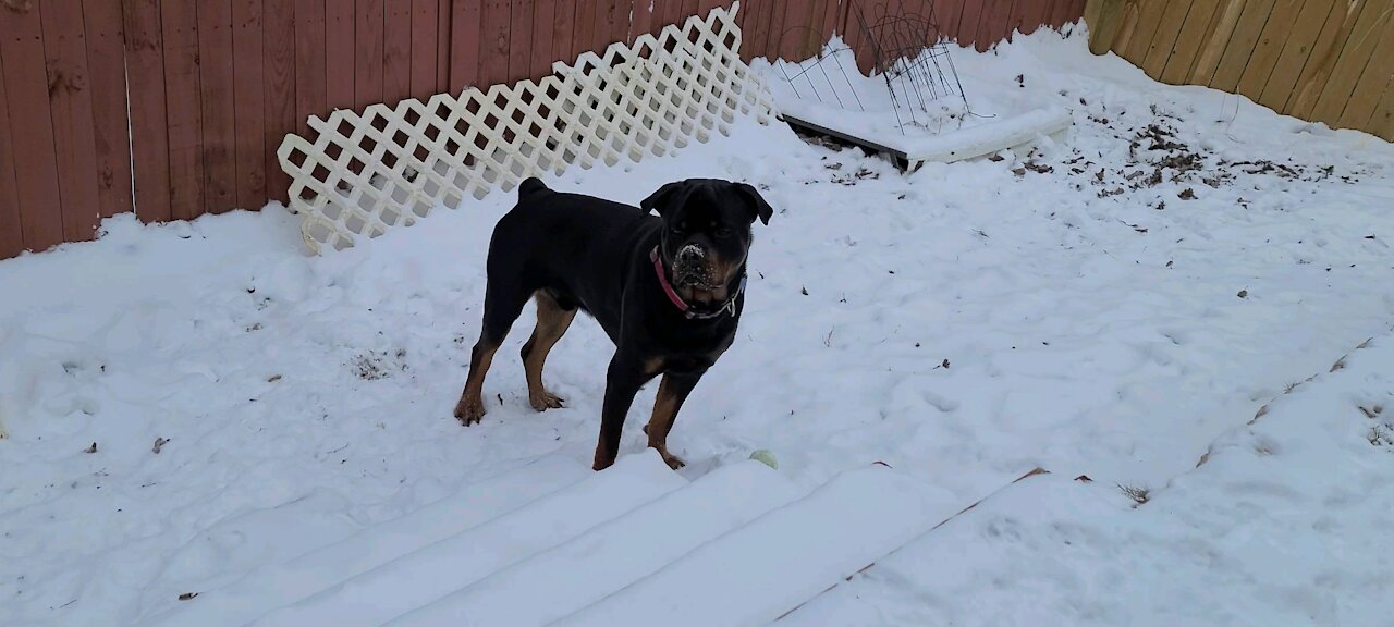 Tobi's first snow day