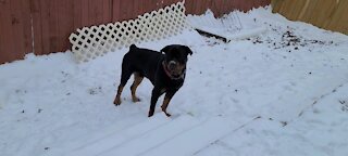 Tobi's first snow day