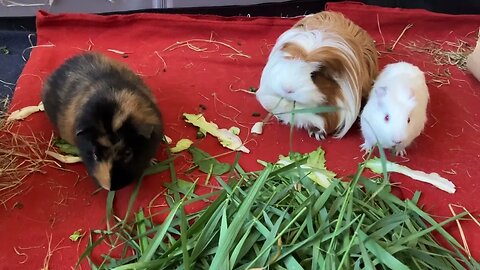 Guinea pig family eating together