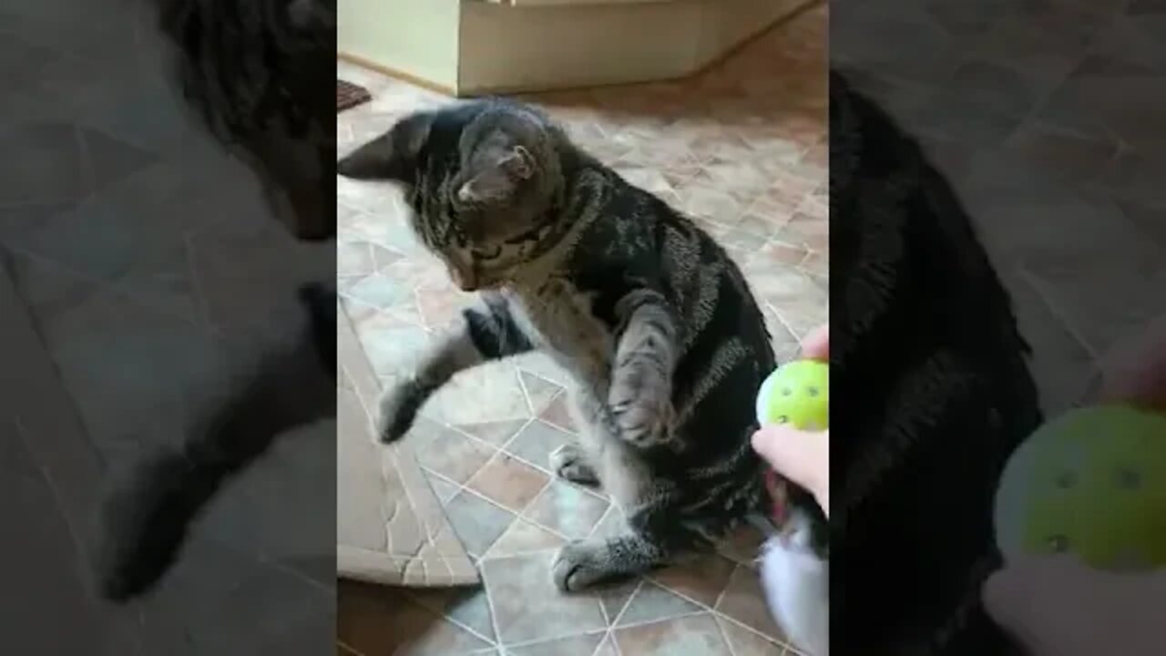 Playful tabby kitten 💖 #cats #silvergreytabby #catsitter