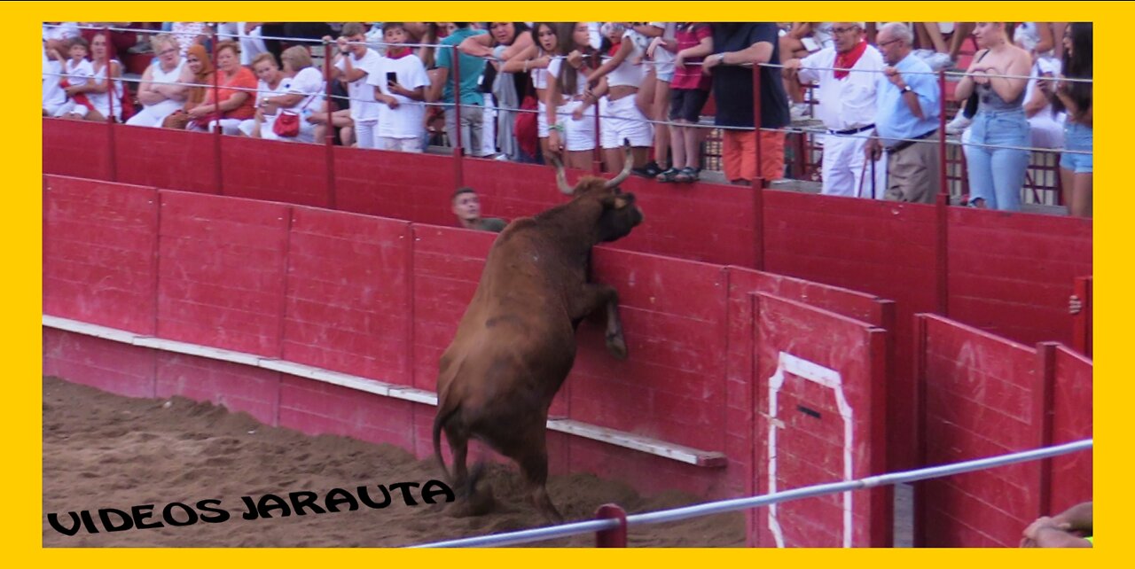 MILAGRO ( NAVARRA ) TARDE VACAS PLAZA ( DOMINGO 11 SEPTIEMBR 2022 ) MERINO