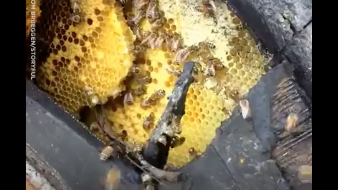 Bees Use A Cracked Tire As Hive And Fill It With Honeycombs