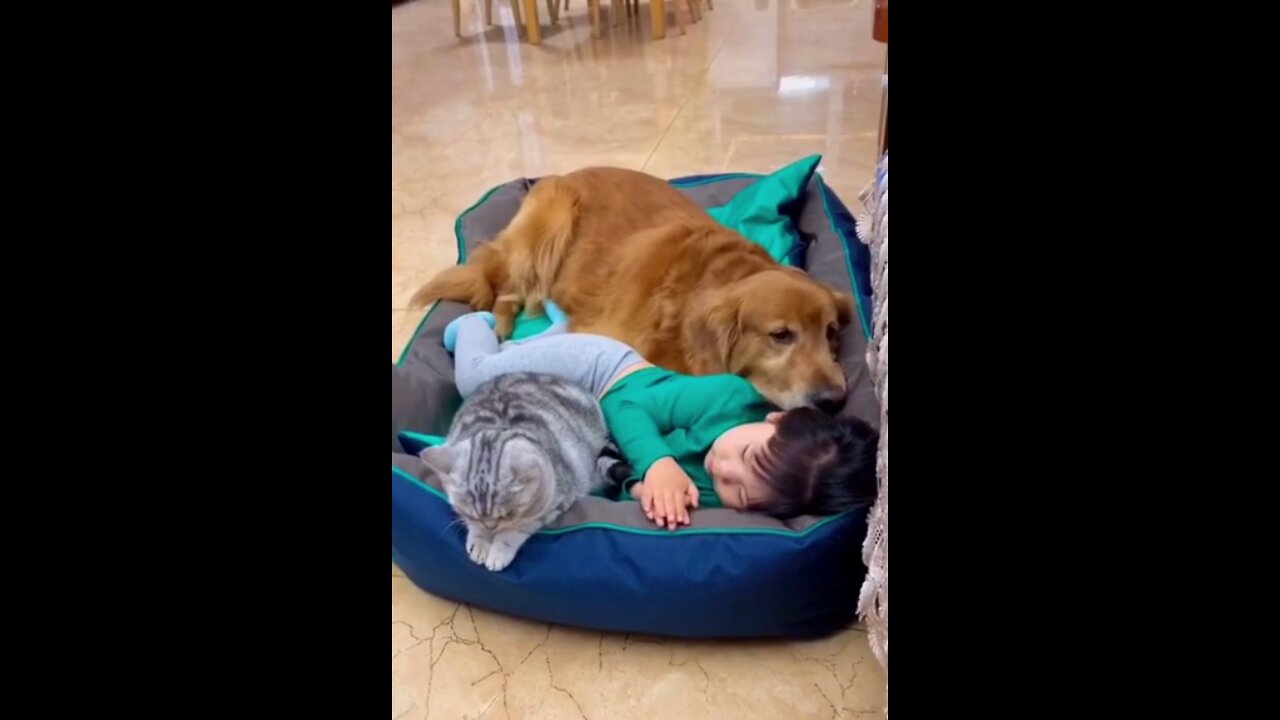 Relaxing and sleeping dog and cat with a kid so lovely to see them together