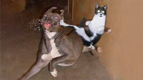 Funny and funny animals dogs and cats