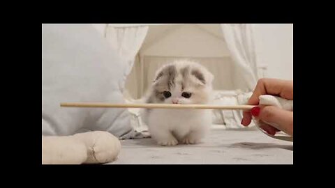 Cute Little Kittens Play Like Kids