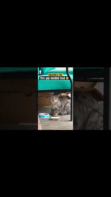 Cat protects from predators! 🙀 #shorts#cats#crazy#catlife#catworld