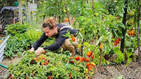 The Instant Garden you can build anywhere | Save Time, Money and Effort - Free Range Homestead Ep 37