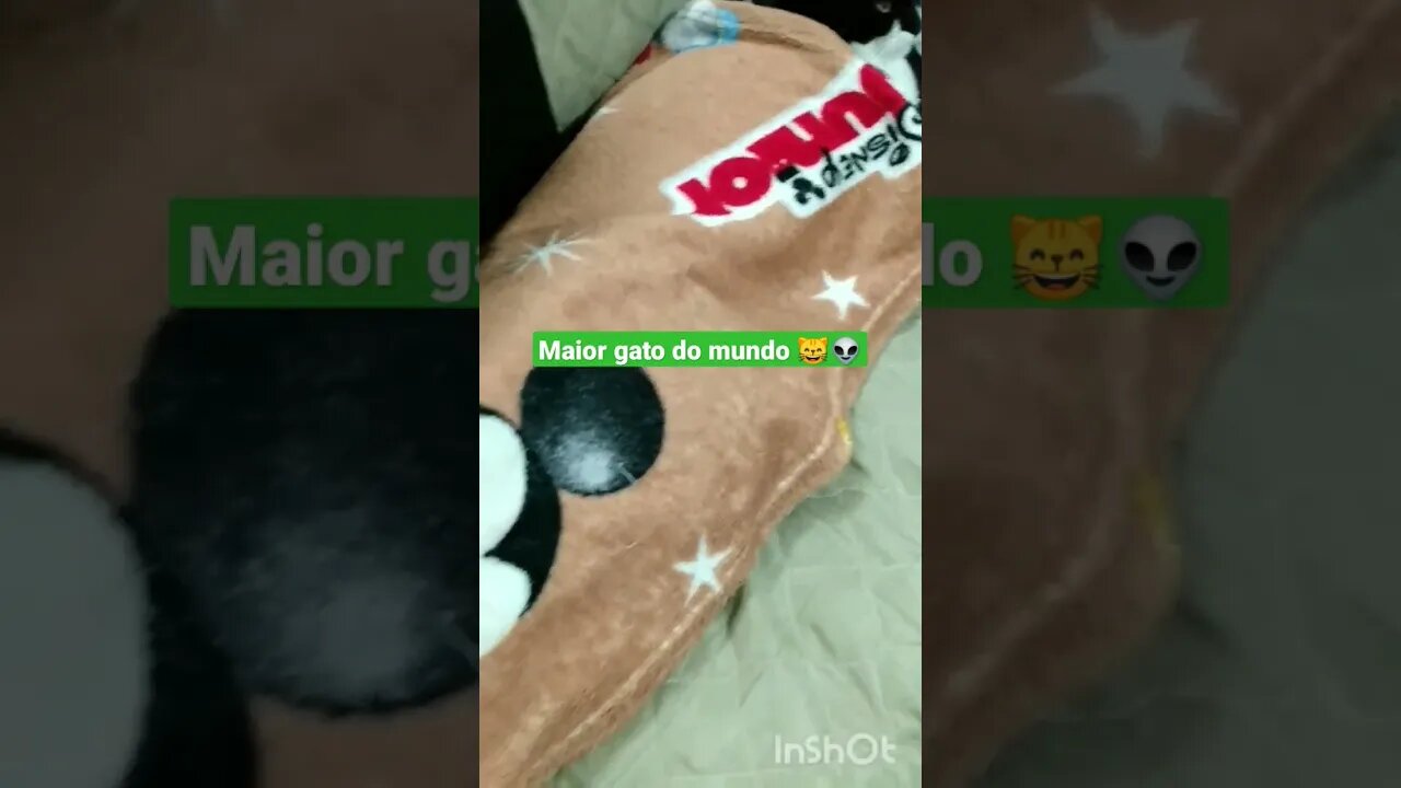 Gato Bartolomeu Tunico - Veja o maior gato do mundo impressionnte