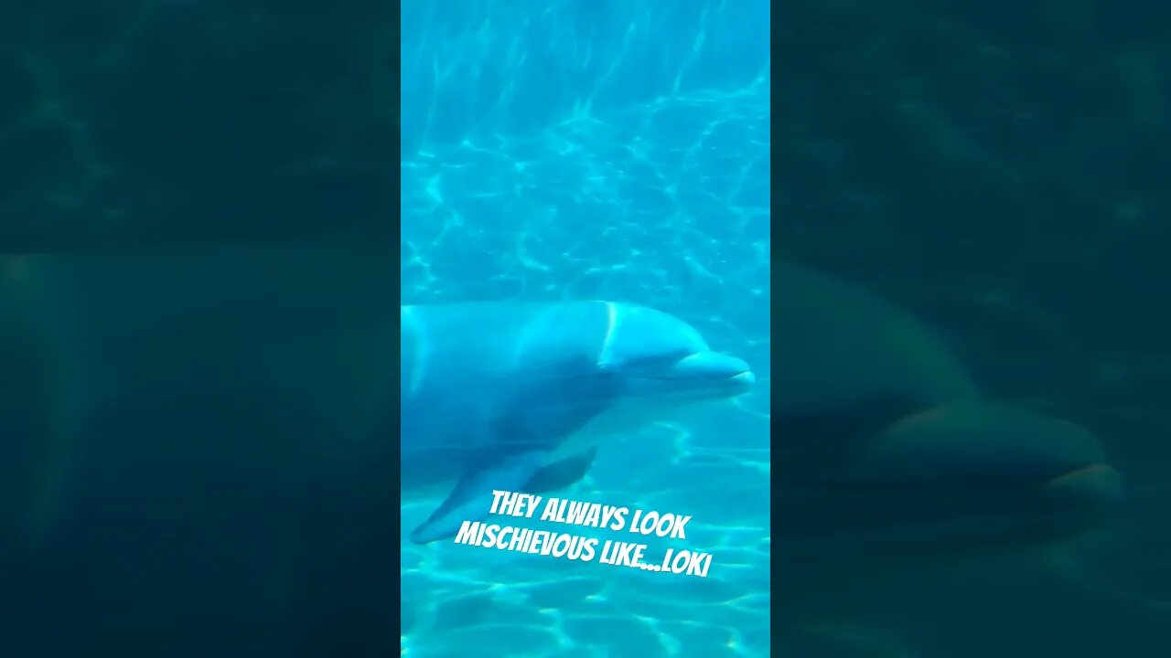 I Don't Know Why But Dolphins Always Look Like They Are Up To Something...